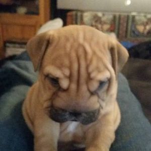 Meet your Posher, Scott